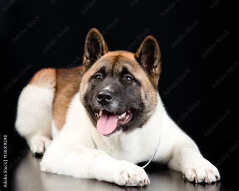 akita philippines|Akita Dog Price In The Philippines [Updated April 2023].